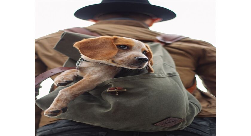 犬の写真